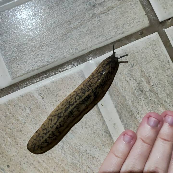 A GIANT SLUG 🐌 by Kakauguru on Sketchers United