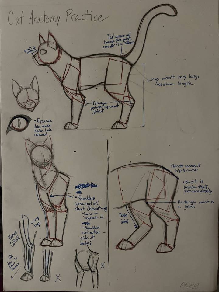 Cat Anatomy Practice by StellarCat on Sketchers United