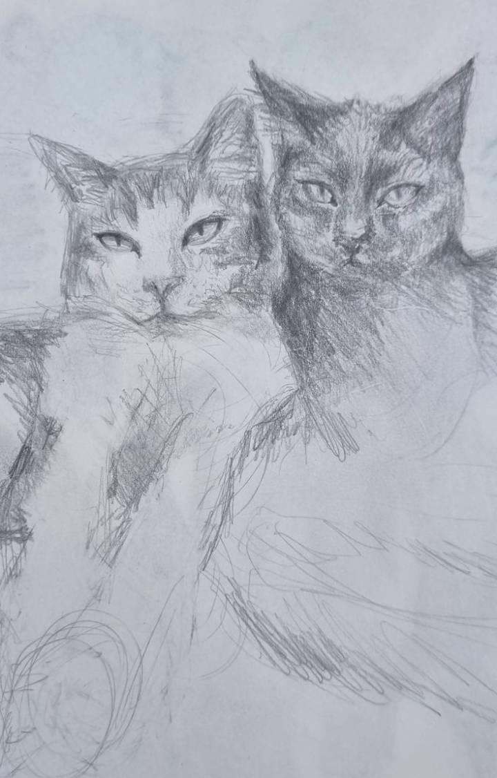 just a little sketch of my 2 cats by loafcat on Sketchers United