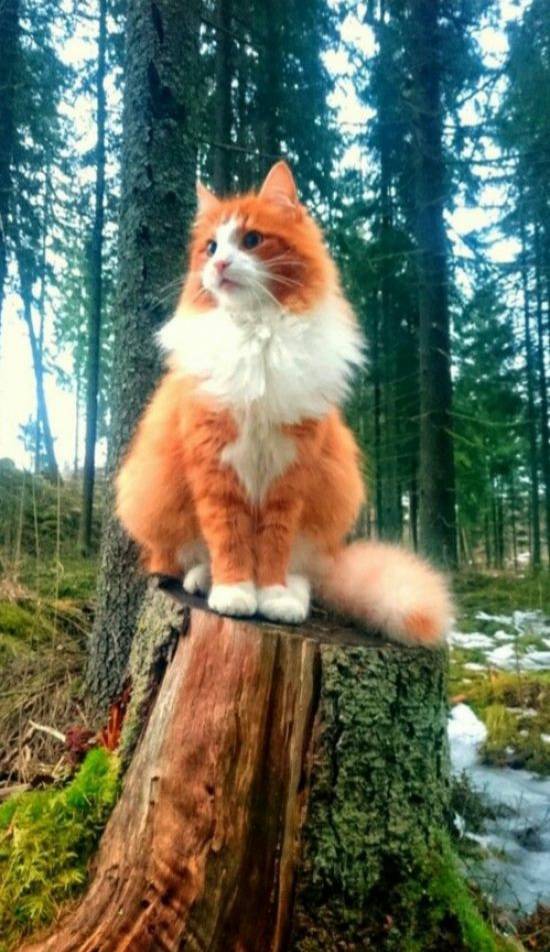 cat that looks like a fox